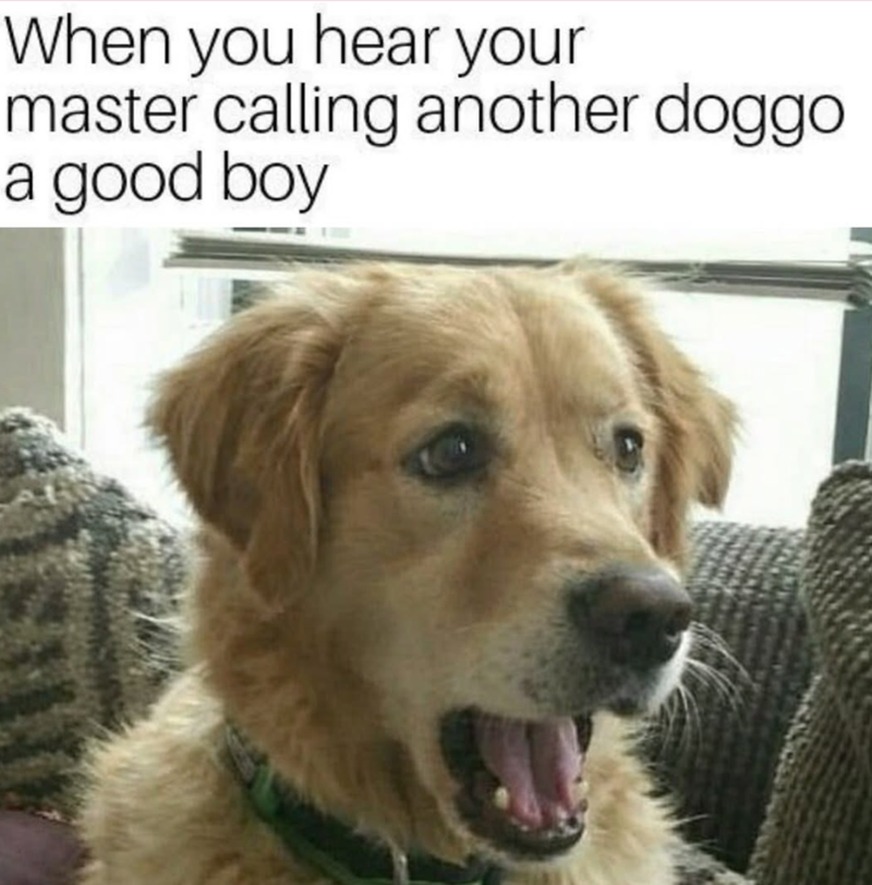 When you hear your master calling another doggo a good boy
