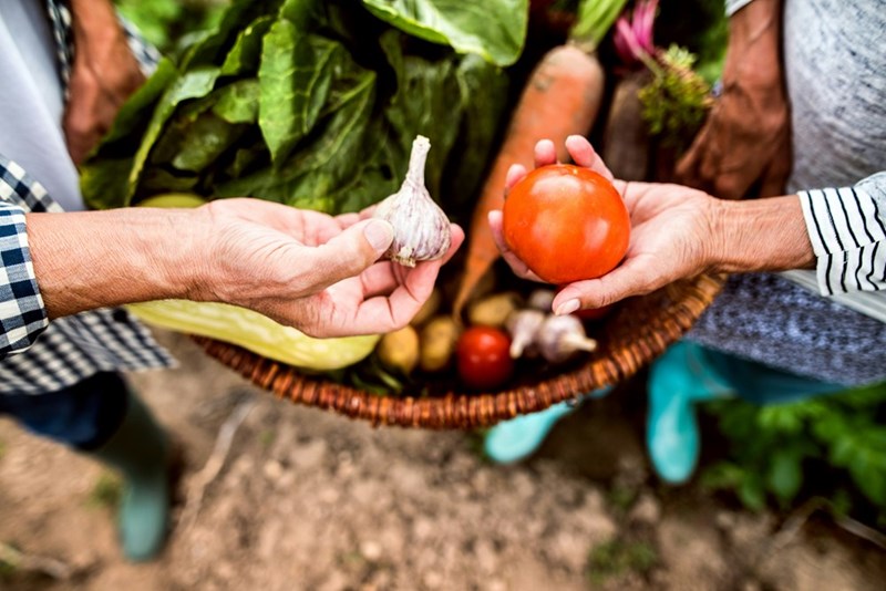 Vegetable harvest from gardening.