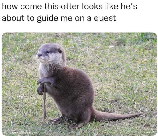 how come this otter looks like he's about to guide me on a quest
