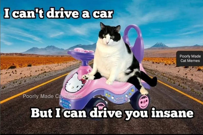 I can't drive a car Poorly Made Cat Memes Poorly Made Cat Memes HELLO But I can drive you insane