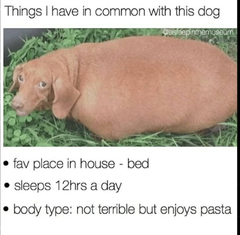 Things I have in common with this dog @asleepinthemuseum fav place in house - bed sleeps 12hrs a day body type: not terrible but enjoys pasta