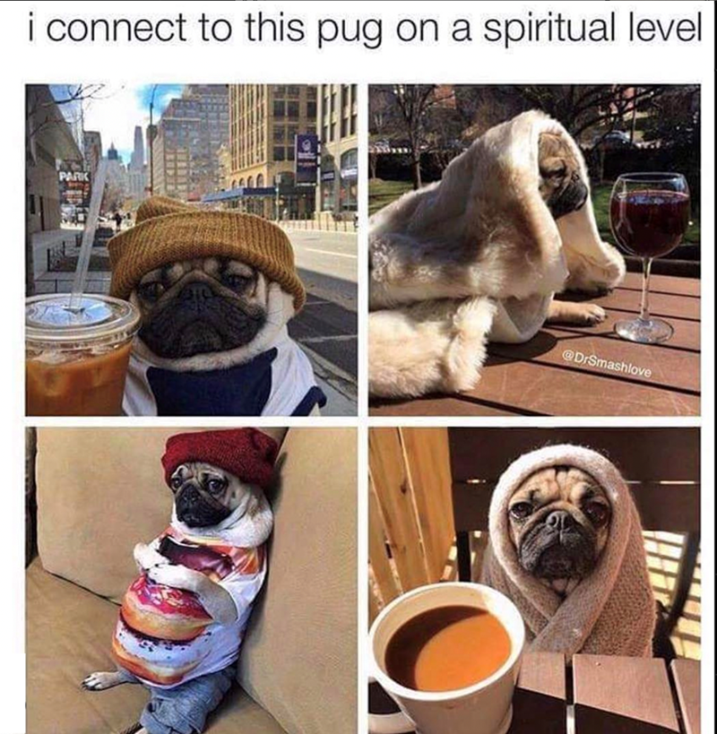 i connect to this pug on a spiritual level PARK @DrSmashlove