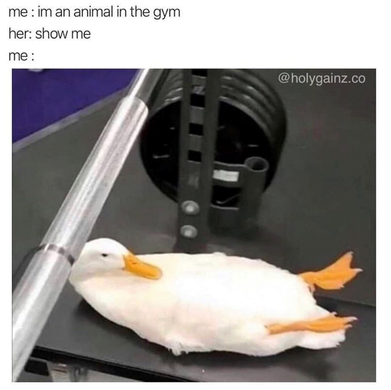 me: im an animal in the gym her: show me me: @holygainz.co