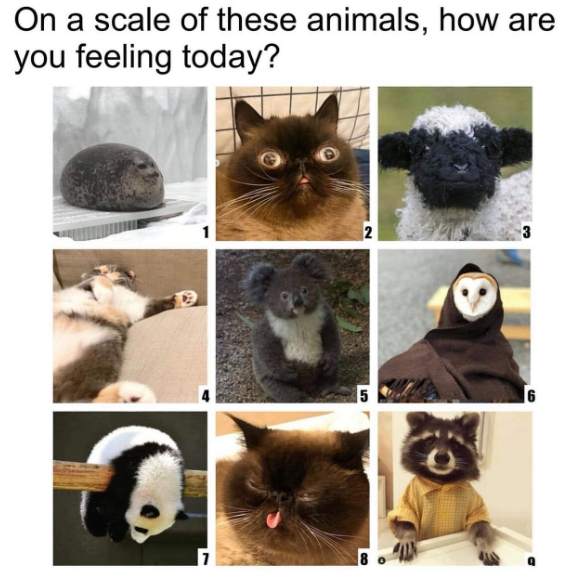 On a scale of these animals, how are you feeling today? 7