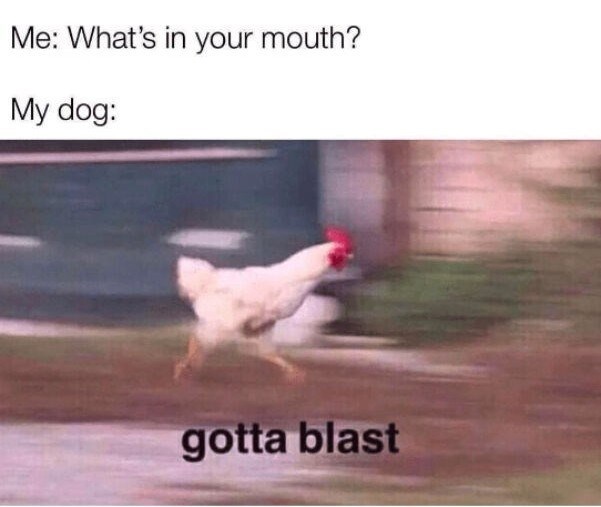 Me: What's in your mouth? My dog: gotta blast