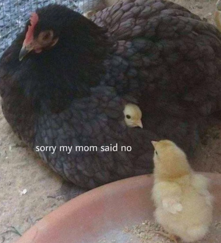 sorry my mom said no