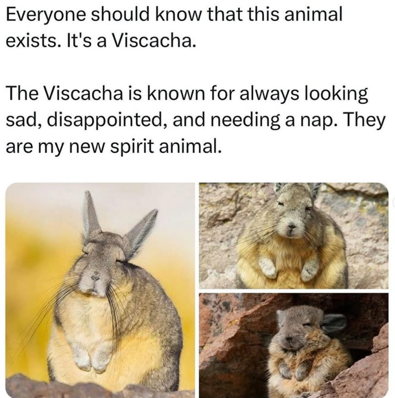 Everyone should know that this animal exists. It's a Viscacha. The Viscacha is known for always looking sad, disappointed, and needing a nap. They are my new spirit animal.