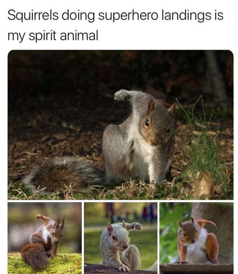 Squirrels doing superhero landings is my spirit animal