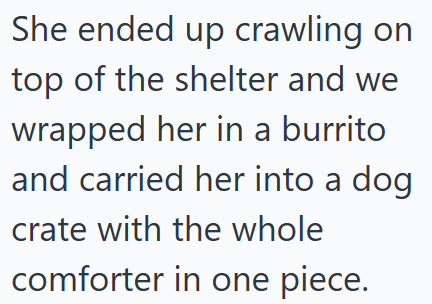 She ended up crawling on top of the shelter and we wrapped her in a burrito and carried her into a dog crate with the whole comforter in one piece.