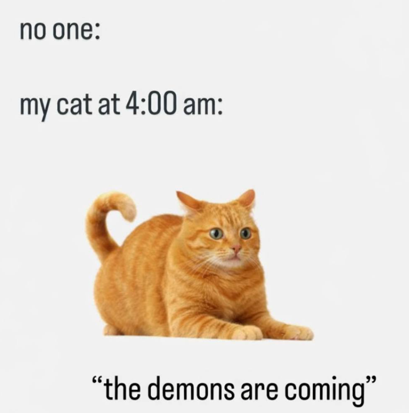 no one: my cat at 4:00 am: "the demons are coming"