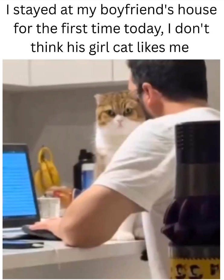 I stayed at my boyfriend's house for the first time today, I don't think his girl cat likes me C.C.F