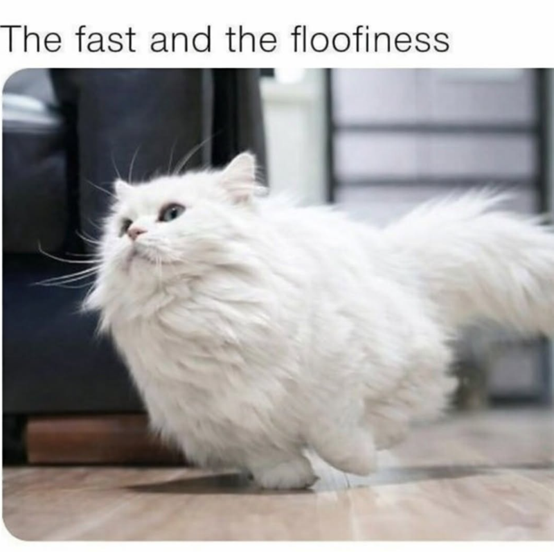 The fast and the floofiness
