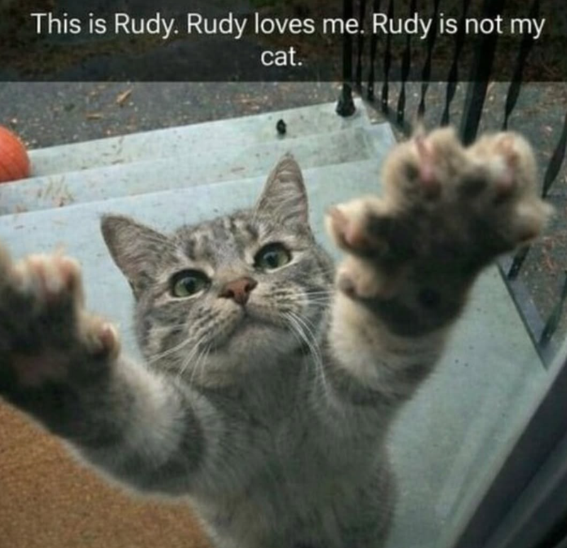 This is Rudy. Rudy loves me. Rudy is not my cat.