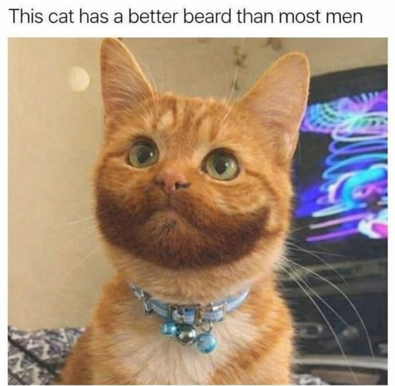 This cat has a better beard than most men