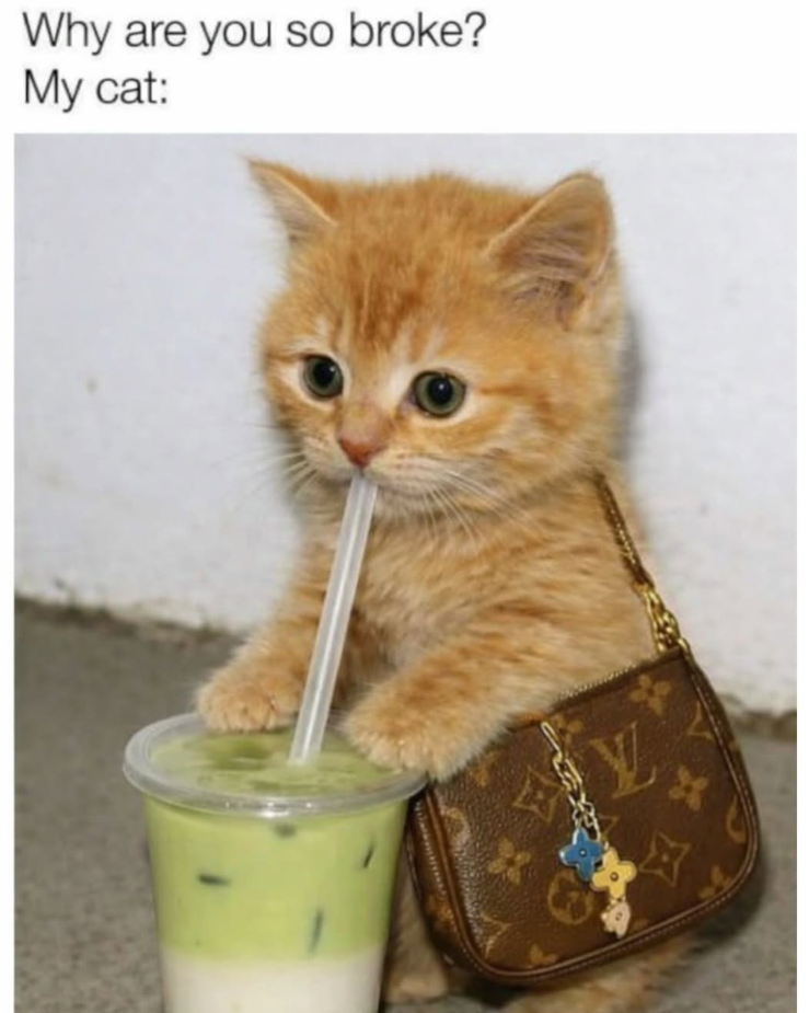 Why are you so broke? My cat: