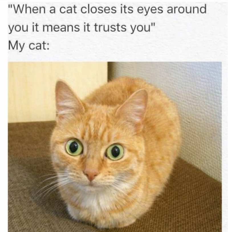 "When a cat closes its eyes around you it means it trusts you" My cat: