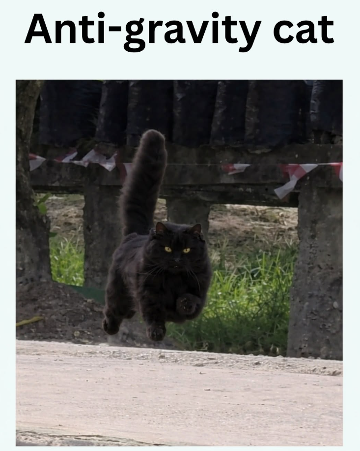 Anti-gravity cat