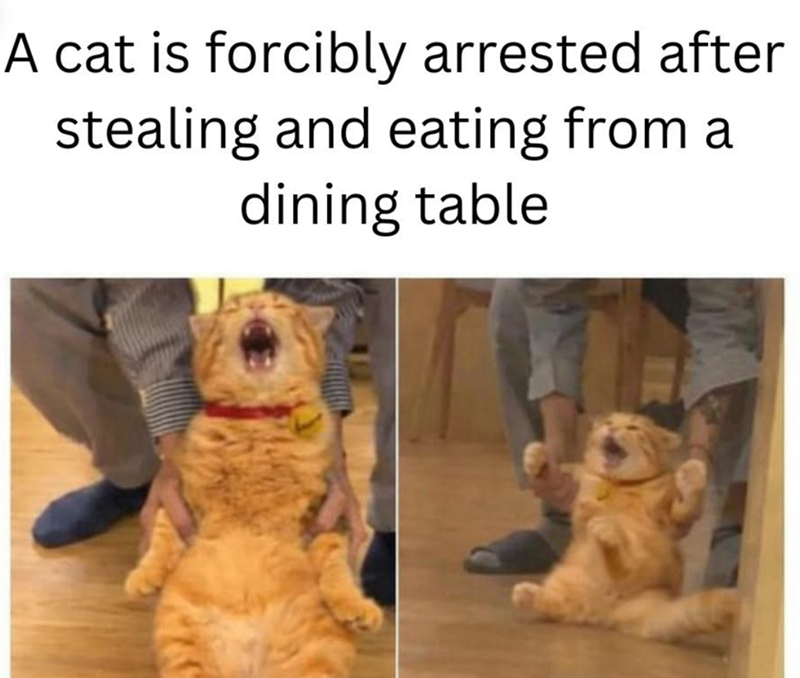 A cat is forcibly arrested after stealing and eating from a dining table