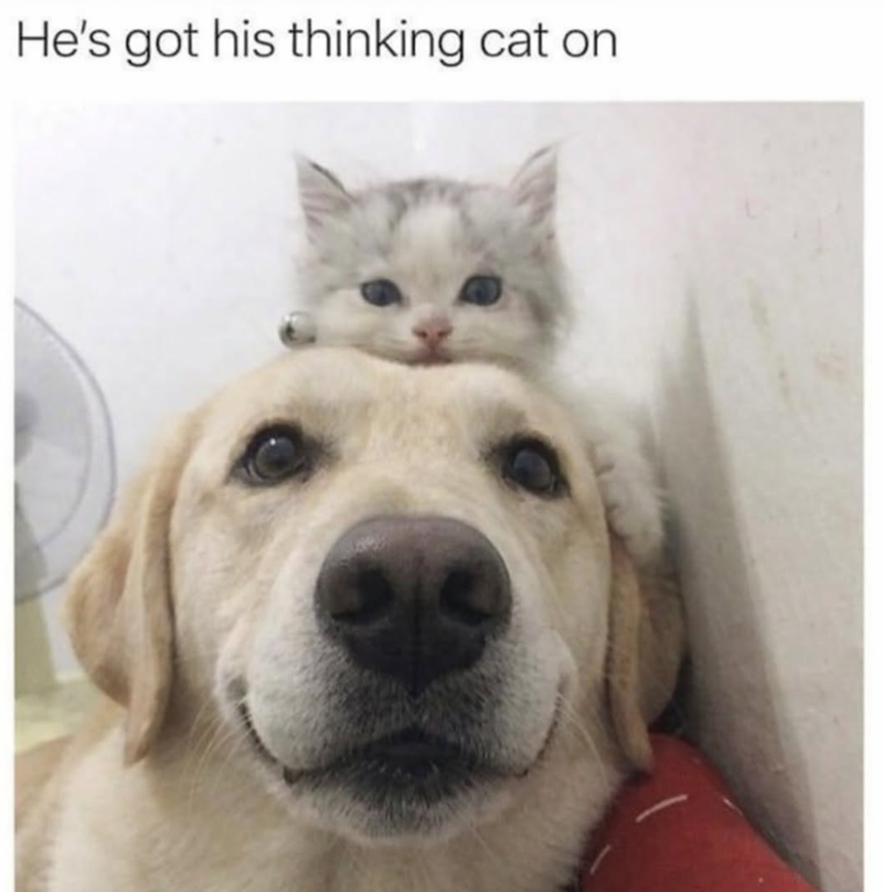 He's got his thinking cat on