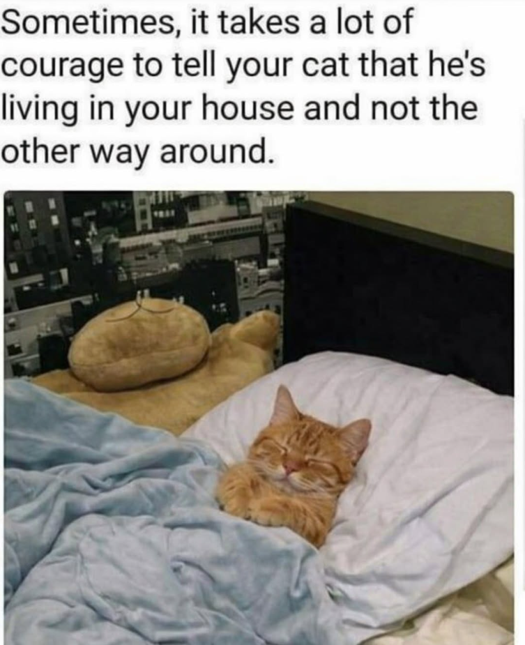 Sometimes, it takes a lot of courage to tell your cat that he's living in your house and not the other way around.