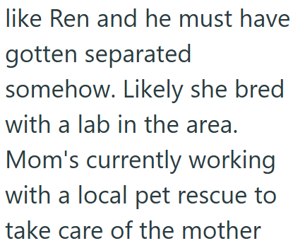 like Ren and he must have gotten separated somehow. Likely she bred with a lab in the area. Mom's currently working with a local pet rescue to take care of the mother