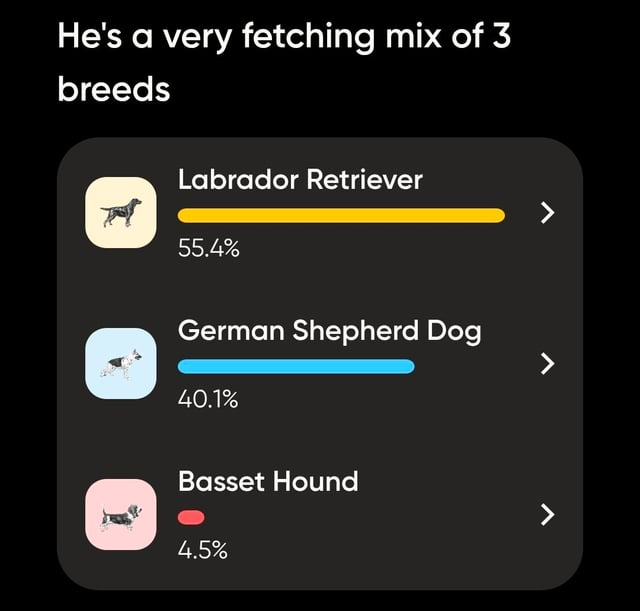 He's a very fetching mix of 3 breeds Labrador Retriever 55.4% German Shepherd Dog 40.1% Basset Hound 4.5% 7 7