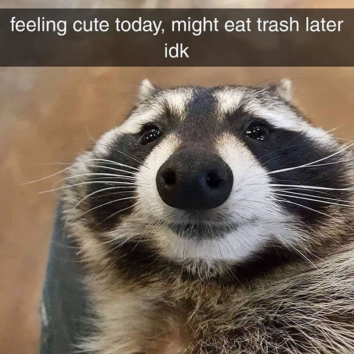 feeling cute today, might eat trash later idk