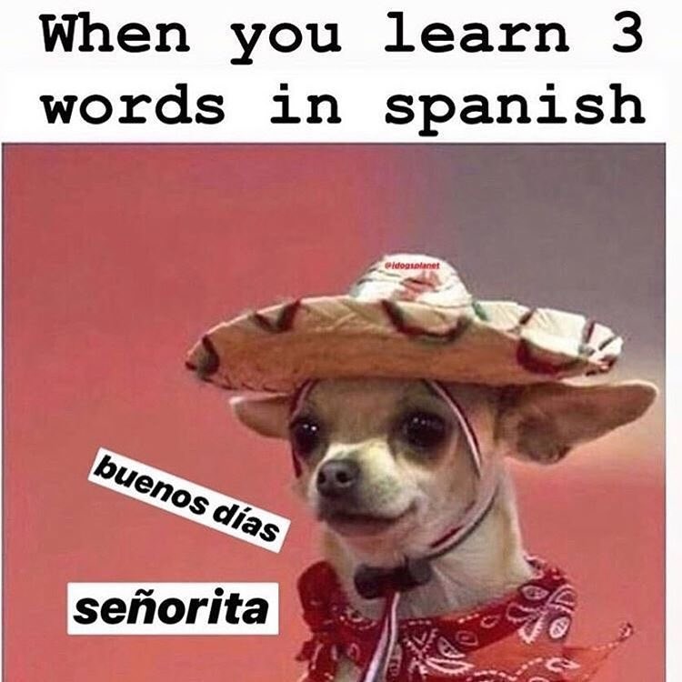 When you learn 3 words in spanish buenos días señorita Pidogsplanet