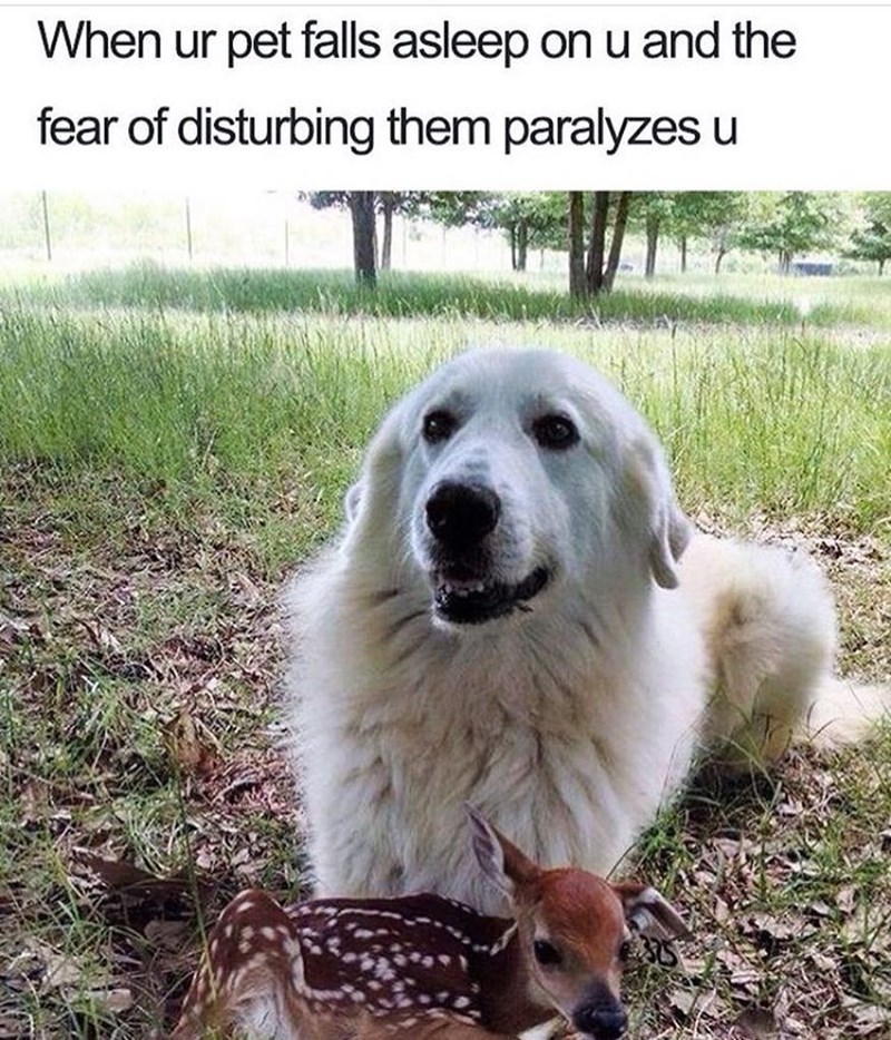 When ur pet falls asleep on u and the fear of disturbing them paralyzes u