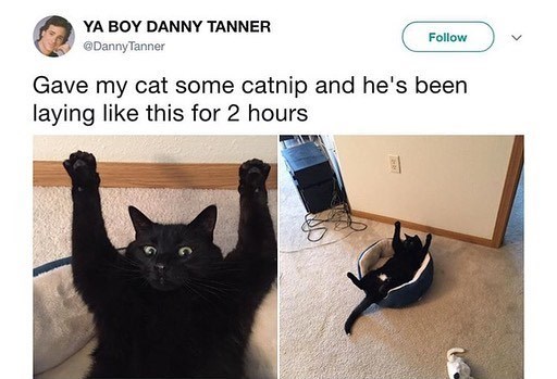 YA BOY DANNY TANNER @DannyTanner Follow ✓ Gave my cat some catnip and he's been laying like this for 2 hours