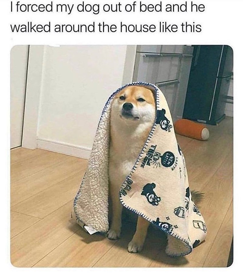 I forced my dog out of bed and he walked around the house like this THE