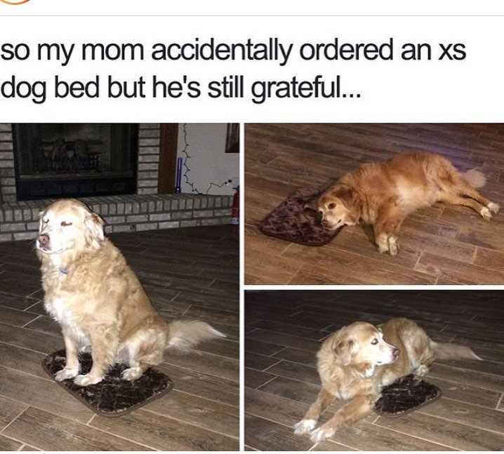 so my mom accidentally ordered an xs dog bed but he's still grateful...
