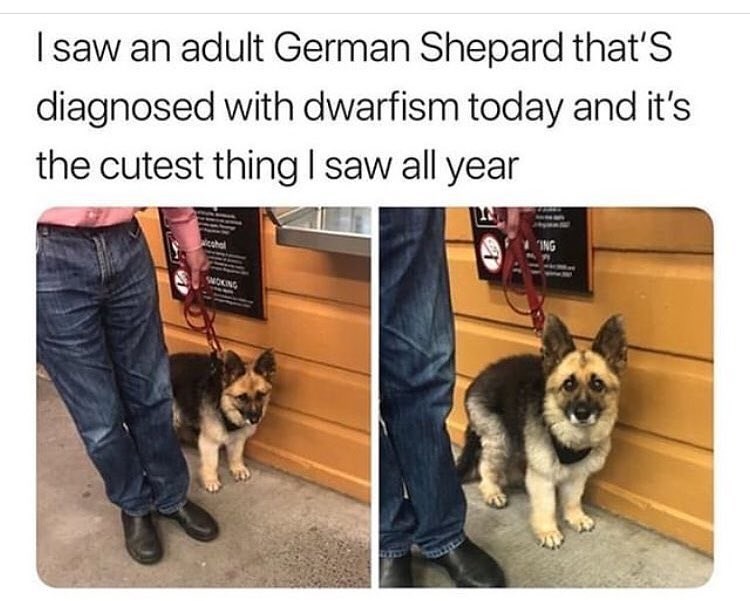 I saw an adult German Shepard that's diagnosed with dwarfism today and it's the cutest thing I saw all year SMOKING ING