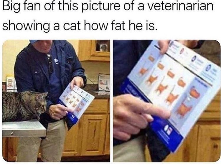 Big fan of this picture of a veterinarian showing a cat how fat he is.