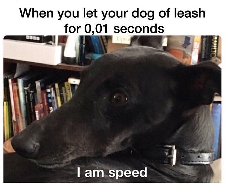 When you let your dog of leash for 0,01 seconds AMILTO Quotation I am speed