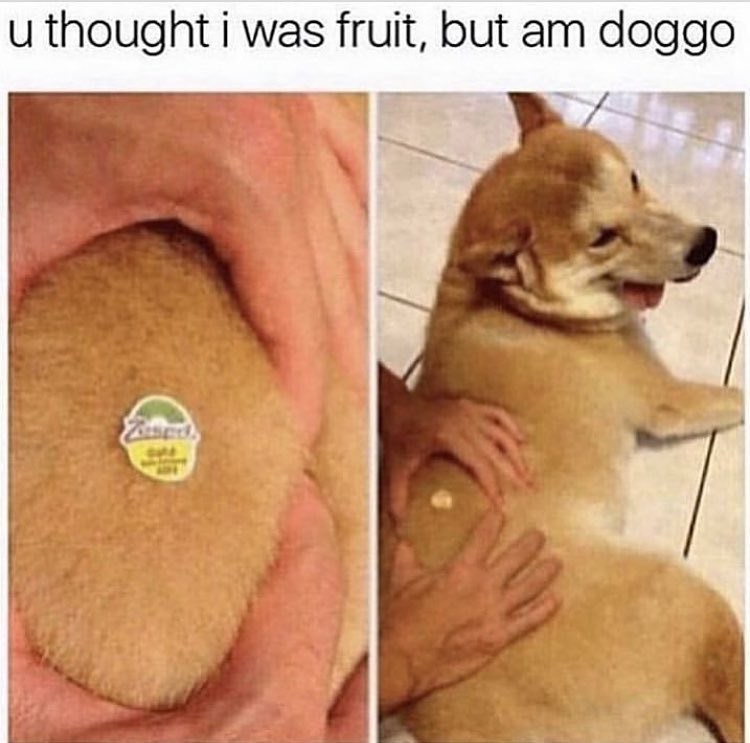 u thought i was fruit, but am doggo