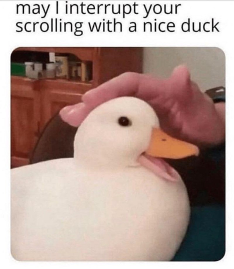 may I interrupt your scrolling with a nice duck