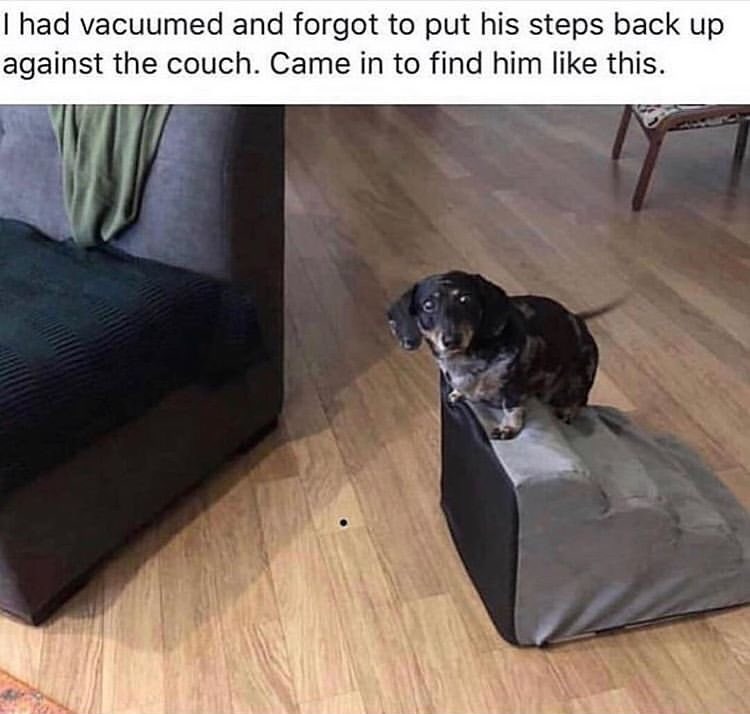 I had vacuumed and forgot to put his steps back up against the couch. Came in to find him like this.