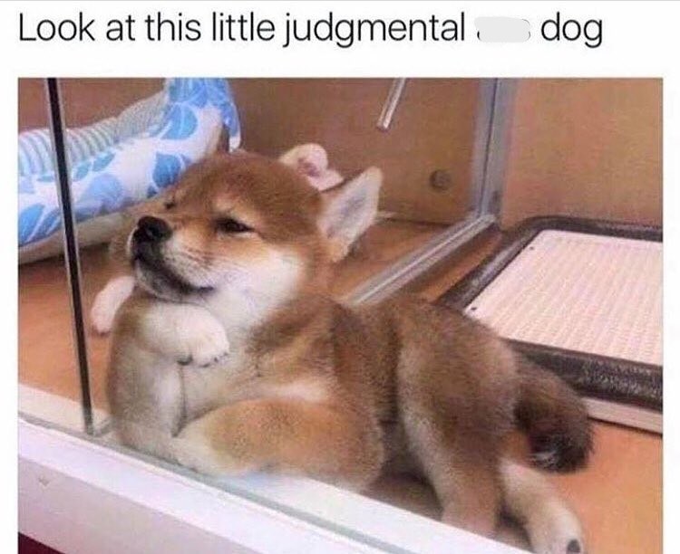 Look at this little judgmental dog