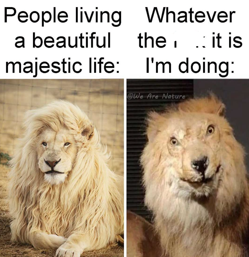 People living a beautiful majestic life: Whatever the, it is .. I'm doing: @We Are Nature