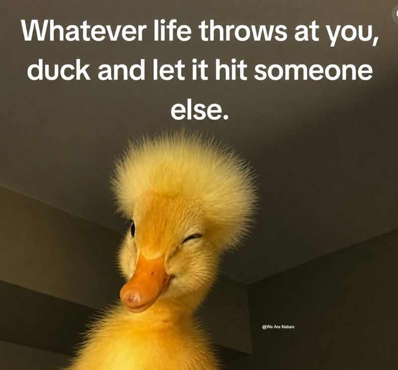 Whatever life throws at you, duck and let it hit someone else. @We Are Nature