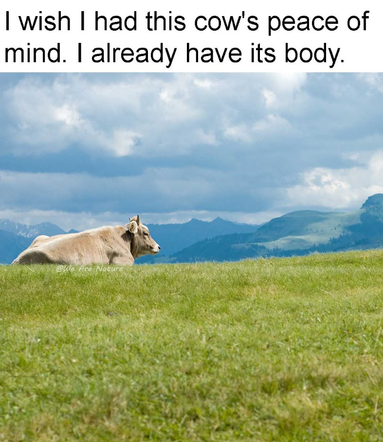 I wish I had this cow's peace of mind. I already have its body. @We Are Nature