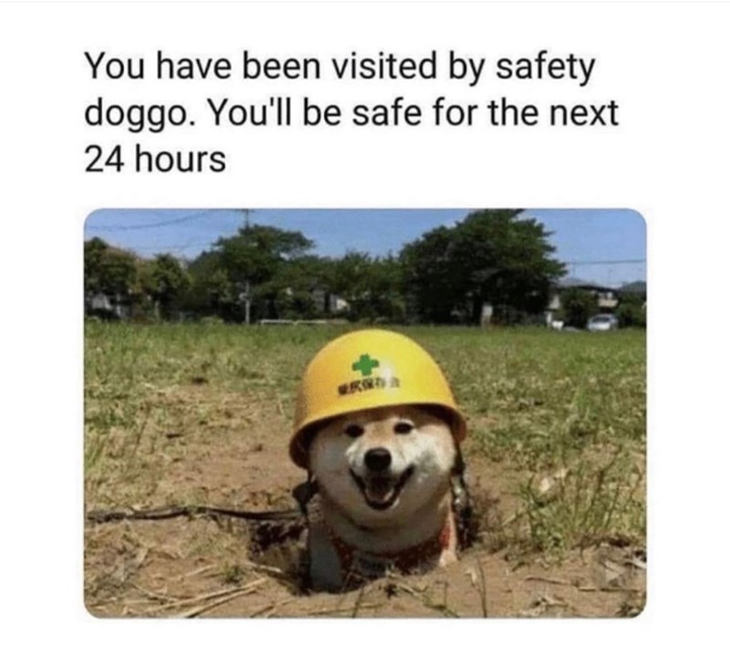 You have been visited by safety doggo. You'll be safe for the next 24 hours 单庆保存业
