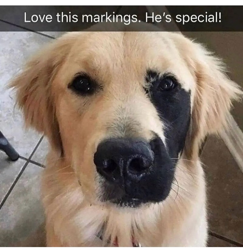Love this markings. He's special!