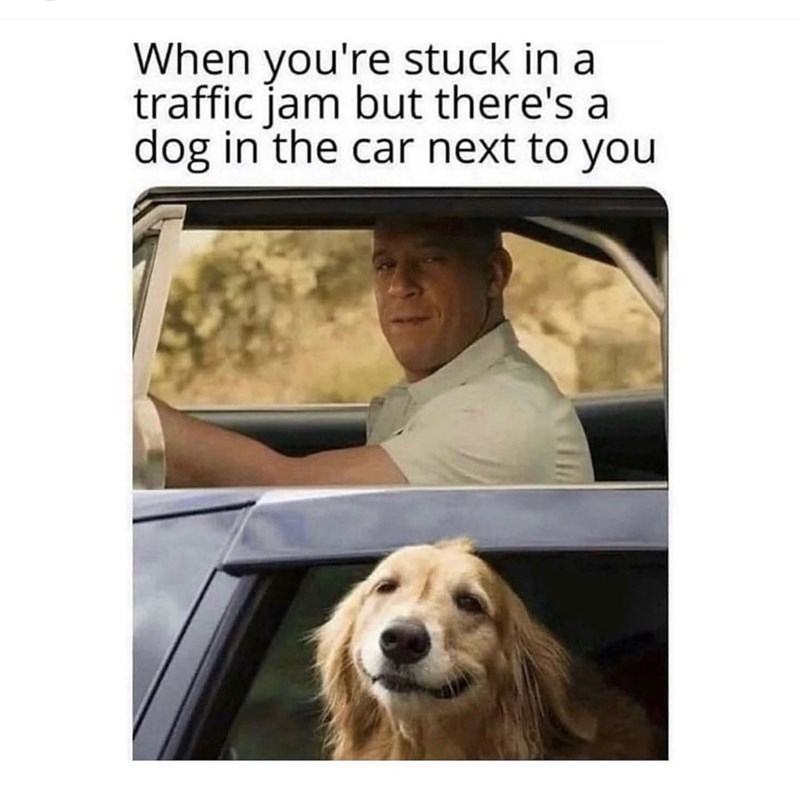 When you're stuck in a traffic jam but there's a dog in the car next to you