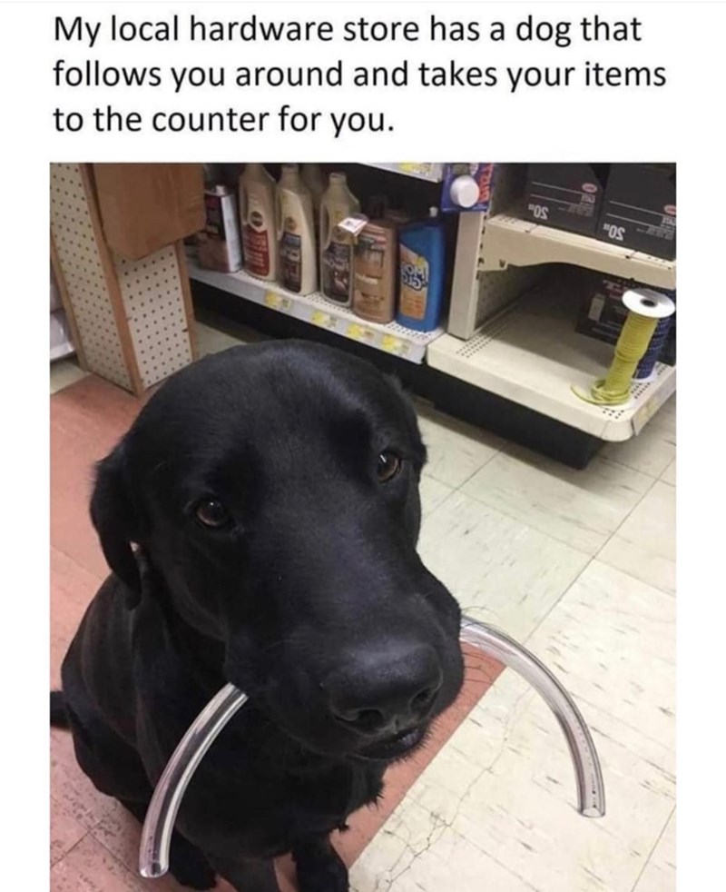 My local hardware store has a dog that follows you around and takes your items to the counter for you. MOS MOS