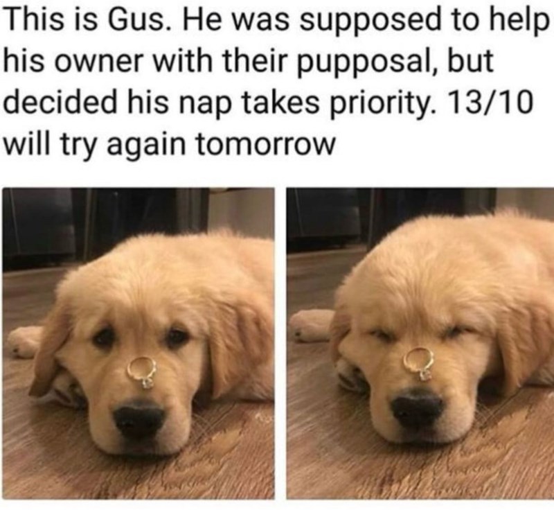 This is Gus. He was supposed to help his owner with their pupposal, but decided his nap takes priority. 13/10 will try again tomorrow