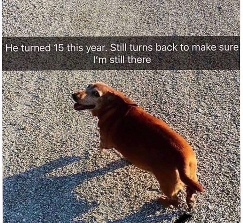 He turned 15 this year. Still turns back to make sure I'm still there