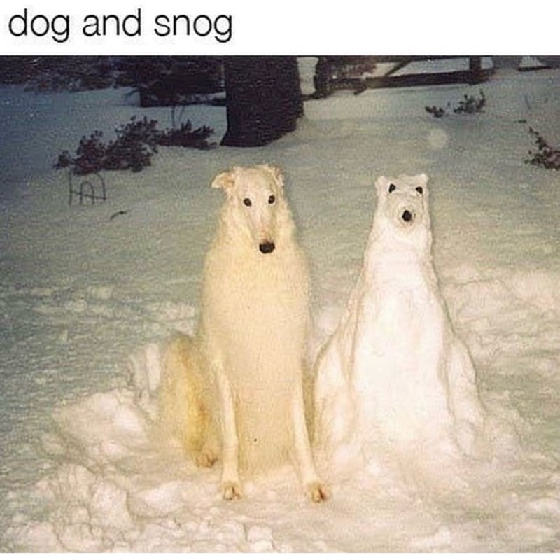 dog and snog