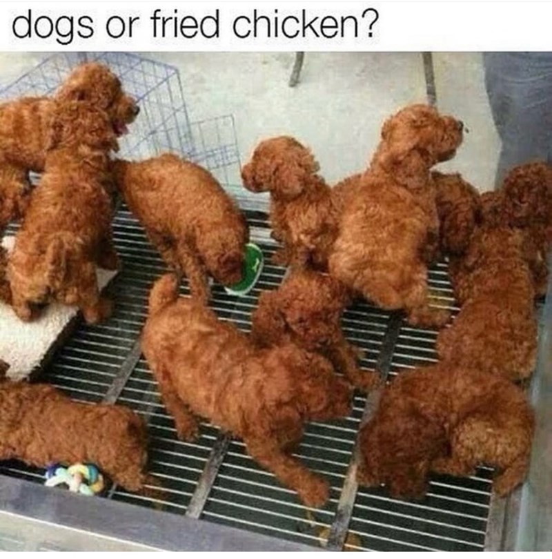 dogs or fried chicken?